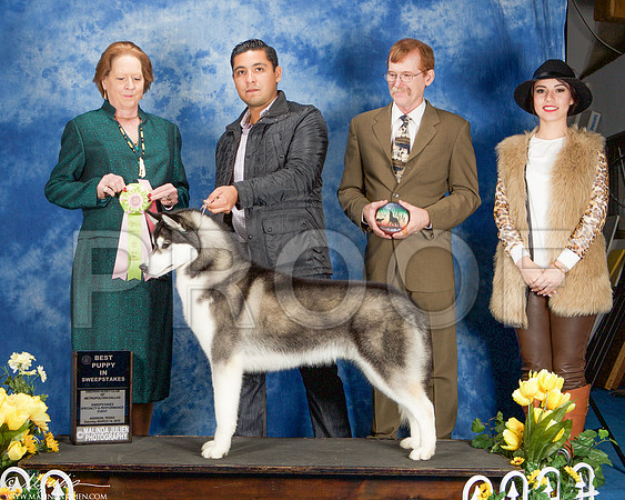 _ST_4109-AddisonHuskyMar2015-HR3