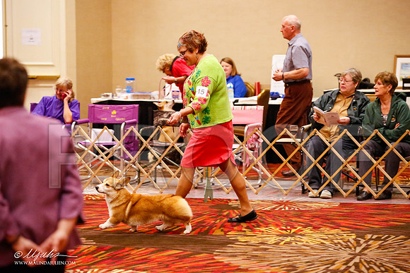 _JJ_9355-HstnCorgiFeb2015-HR3