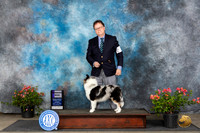 Shetland Sheepdog #7 Sun WD Judge Wendy G Willhauck