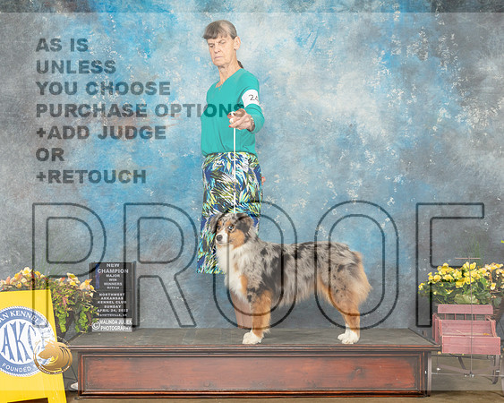 Miniature American Shepherd #24 Sun WBNCh Judge Jan Sigler-MMJ_1361-NWARK2022-HR3