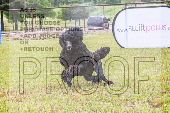 Poodle Std Misty Sat 4_JJL_1111_BatesvilleMS_2024_HR3