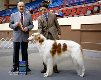 Borzoi #5 Sun Best of Breed Durdin Jean W Agent Brian Livingston Judge Col Joe B Purkhiser San Angelo Nov 2013