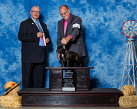 French Bulldogs #28 Sat BOW NC Maj Tash Darrell Judge Mr Bill R W Edwards