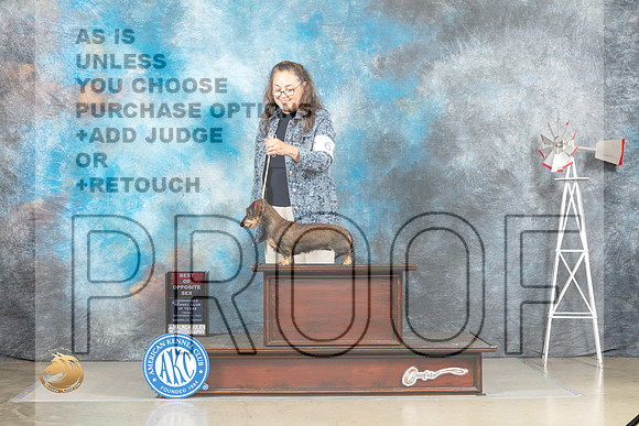 Dachshund Wirehaired #6 Fri BOS Judge Sharon Derrick_MJ_3982_Amarillo_2022_HR3