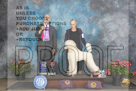 Poodle Std #23 Fri WDBOSBPIS Judge Dale Martenson__JP_4308_San Antonio_2024_HR3