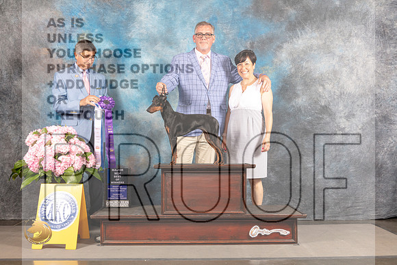 Manchester Terrier Standard #6 THUR BOW Major Judge Richard Powell_MJ_4349_Houston_2022_HR3