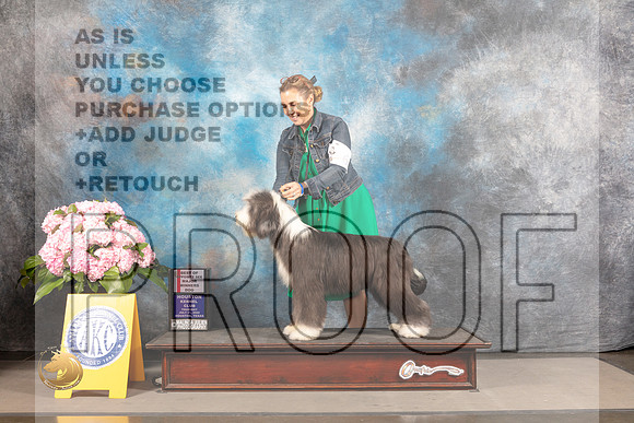 Bearded Collie #17 THUR WD BOS Major Judge John Wade_MJ_4265_Houston_2022_HR3