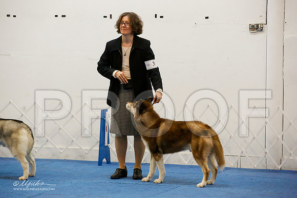 _M3_0306-AddisonHuskyMar2015-HR3