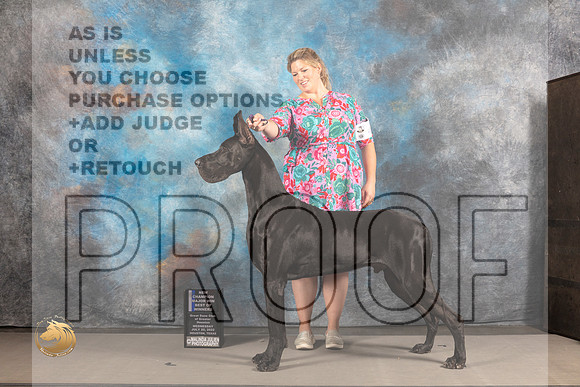 Great Dane #17 WED BOW NCH Major Judge Garry Newton_MJ_2798_Houston_2022_HR3