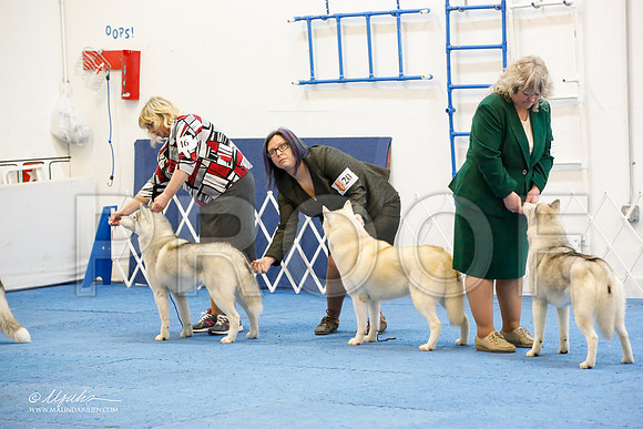 _M3_1273-AddisonHuskyMar2015-HR3