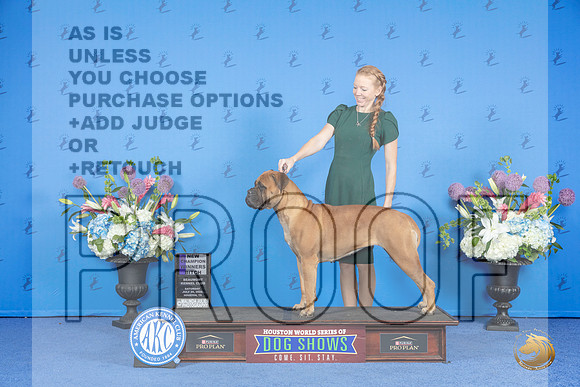 Bull Mastiff #10 SAT WB NC Judge Jon Cole__JP_0041_Houston_2024_HR3