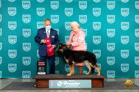 German Shepherd Dog #837 Fri G2 Judge Stan Matsumoto