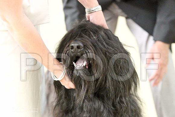 Briard-2709LR