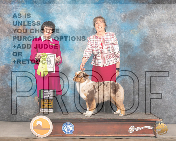 Miniature American Shepherd #22 Thurs OHRBIS Judge Barbara AldermanMMJ_2719_Mdlnd2022_HR3