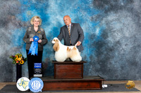 Cocker Spaniel Parti #5 Sunn G1 Judge Vicki Abbott