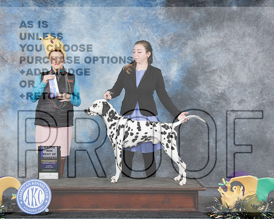Dalmatian n#9 Sun WD BOW Judge Joan LiebesDalmatian n#9 Sun WD BOW Judge Joan Liebes_WP_2968e-Alexandria 2025-HR3
