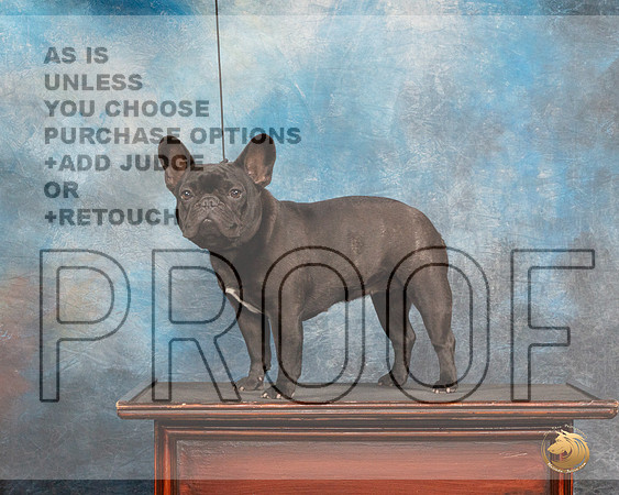 French Bulldog #32 Fri CustomMMJ_3278_Mdlnd2022_HR3