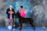 Great Dane #7 WED BISS Judge James Remaklus