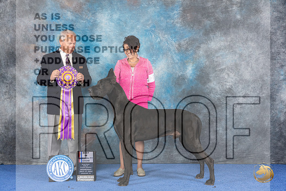 Great Dane #7 WED BISS Judge James Remaklus__JP_6812_Houston_2024_HR3