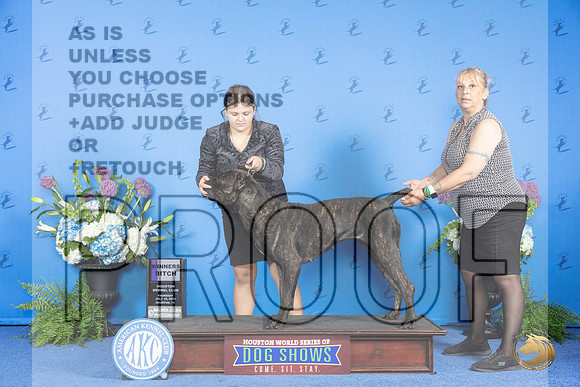 Cane Corso #8 THUR WB Judge Annella Cooper__JP_8032_Houston_2024_HR3