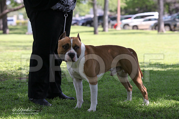AmStaff-9647LR