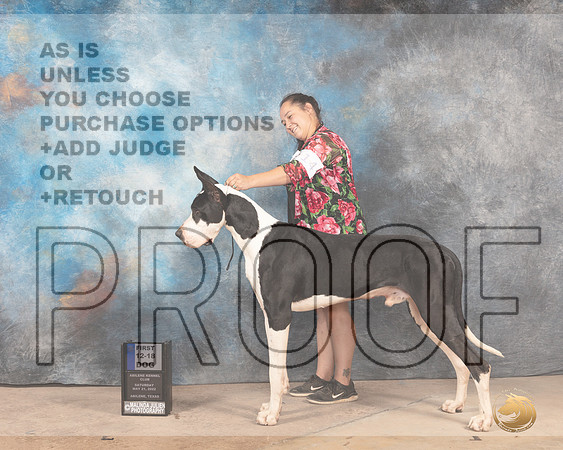 Great Dane #23 Sun 12-181st Judge Eric Liebes-MMJ_4820-Abilene2022-HR3