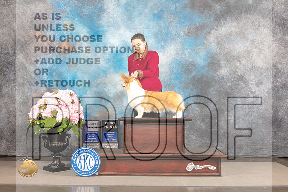 Pembroke Welsh Corgi #24 Sat WB Judge Janet Fink_MJ_7113_Houston_2022_HR3