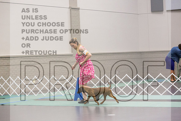 Bavarian Mountain Hound Ring Fri Ring 1_JJL_5094_UKCLNGVIEWOCT2024_2024_HR3