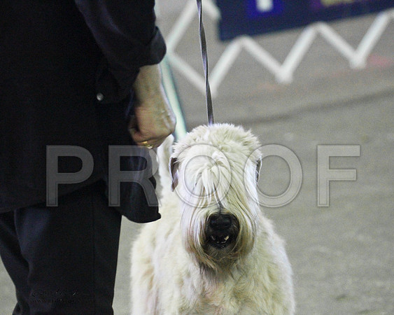 Soft Coated Wheaten Terrier - 0002