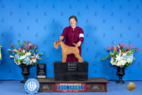 Lakeland Terrier #5 WED SwG3 Judge Paula Cohen