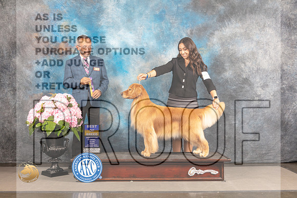 Golden Retriever #18 FRI BOB Judge Timothy Catterson_MJ_5413_Houston_2022_HR3