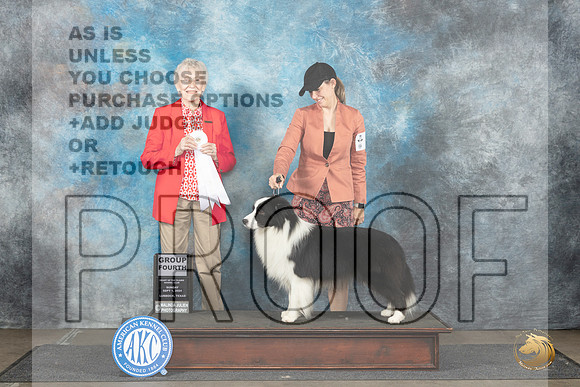 Border Collie #5 Sun G4 Judge Sharon Newcomb__JP_3984_Lubbock_2024_HR3