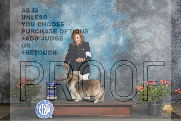Shetland Sheepdog #10 Sun BOW Judge Wendy G Willhauck__JP_6029_San Antonio_2024_HR3