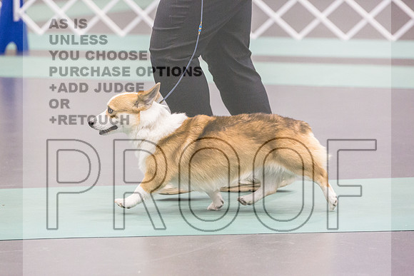 Pembroke Welsh Corgi Rings Fri Ring 1_JJL_6123_UKCLNGVIEWOCT2024_2024_HR3