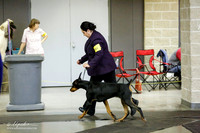 Doberman Pinscher Sat Ring