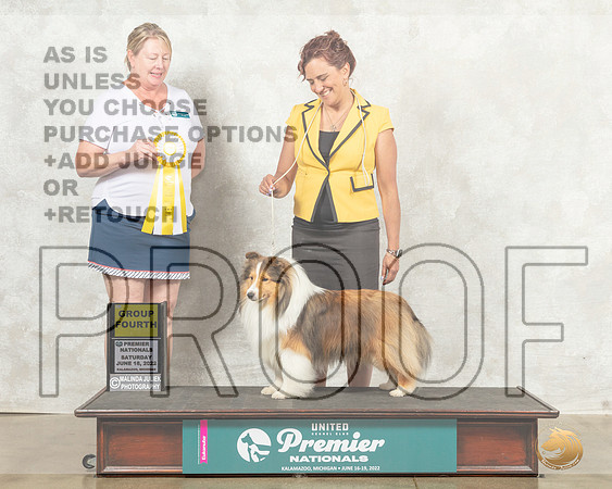 Shetland Sheepdog #215 Sat G4 Judge Pam Perdue__MJ_8728_Premier_2022_HR3