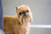 Brussels Griffon Toy Group Fri Ring