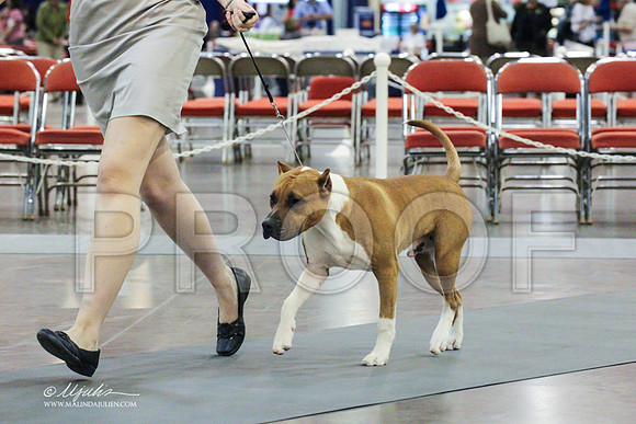 AmStaff-0276 PROOF