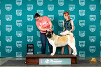 Akita #1181 Sat GCH Judge Deb Allen