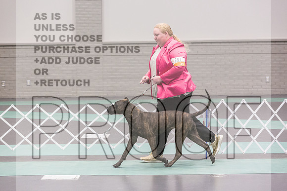 Cane Corso Sat Rings_JJL_8204_UKCLNGVIEWOCT2024_2024_HR3