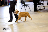 Best in Show Rare Breed Sun Ring