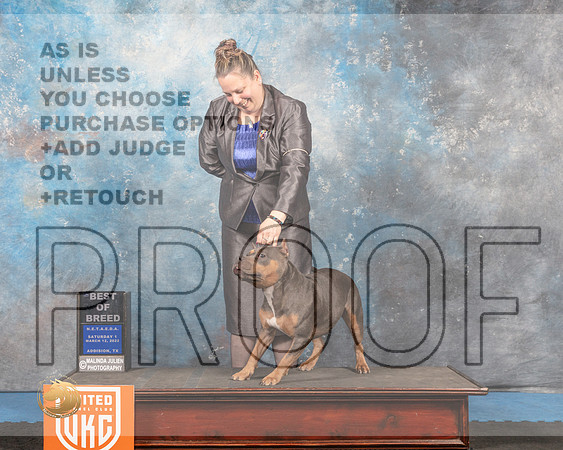 American Bully #301 Sat1 BOB Judge Tracy Kallas_MMJ_6364_Addison2022_HR3