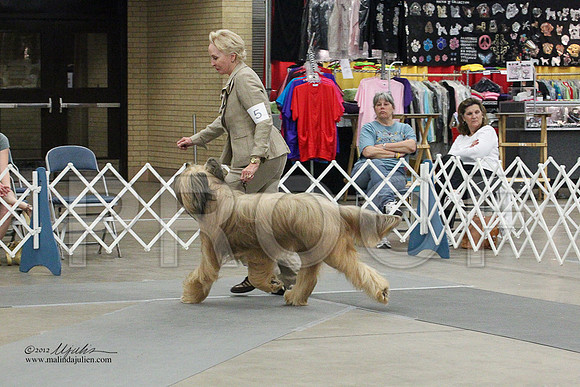Briard-0776LR