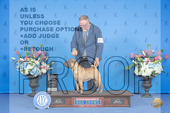 Chinese Shar Pei #16 SUN WB BOW NC Judge Wood Wornall__JP_0676_Houston_2024_HR3