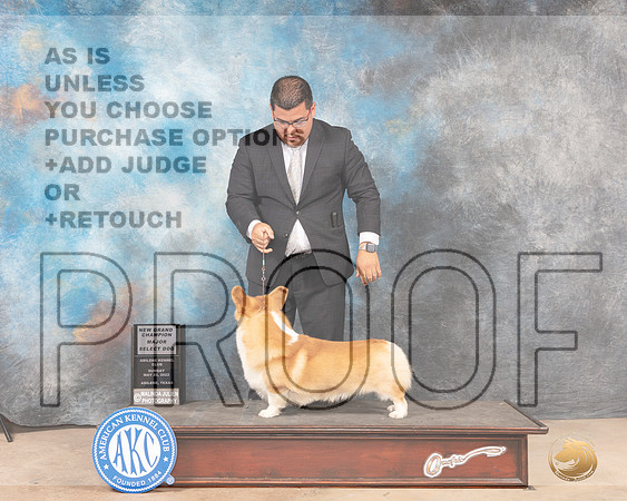 Pembroke Welsh Corgi #5 Sun SDGCh Judge Joan Liebes-MMJ_4719-Abilene2022-HR3