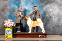 Akita #6 THUR BOB NGCH Judge Luis Sosa