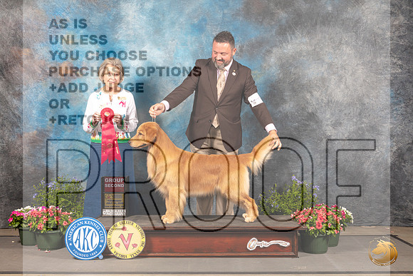 Golden Retriever #6 G2 Judge Anne Bolus_MJ_0057_SA_2022_HR3