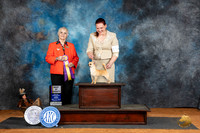 Chihuahua Smooth Coat #25 Fri BOV Judge Suzanne Dillin
