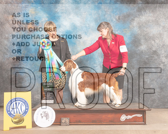Welsh Springer Spaniel #5 Fri AOM Judge Peggy Beisel McIlwainer-MMJ_7819-FW2022-HR3
