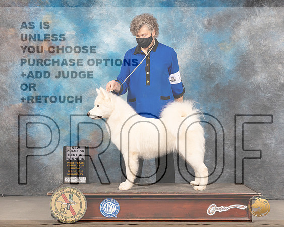 Samoyed #16 Sun BOWWB Judge Judy BrownMMJ_5177_Mdlnd2022_HR3